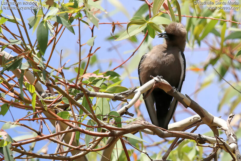 Dusky Woodswallowadult, identification, care