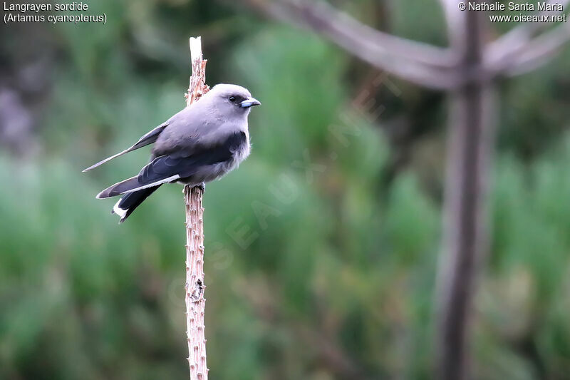 Dusky Woodswallowadult, identification