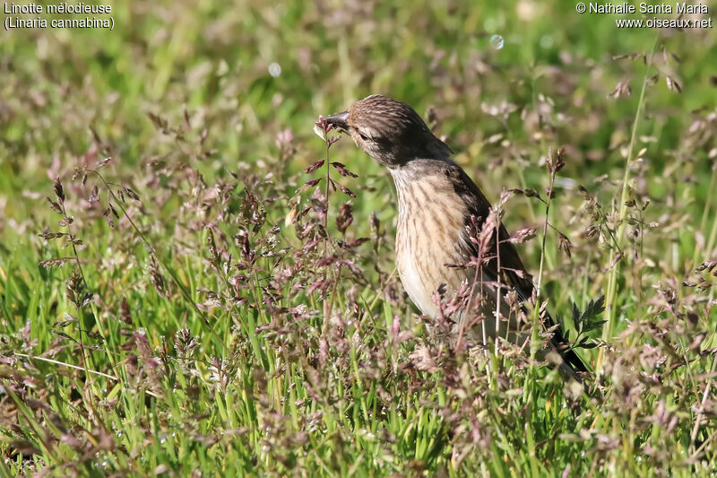 Linotte mélodieuse femelle adulte, habitat, mange