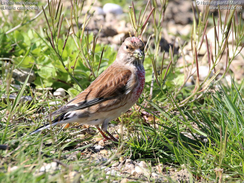 Common Linnet male adult breeding, identification, habitat, walking, eats