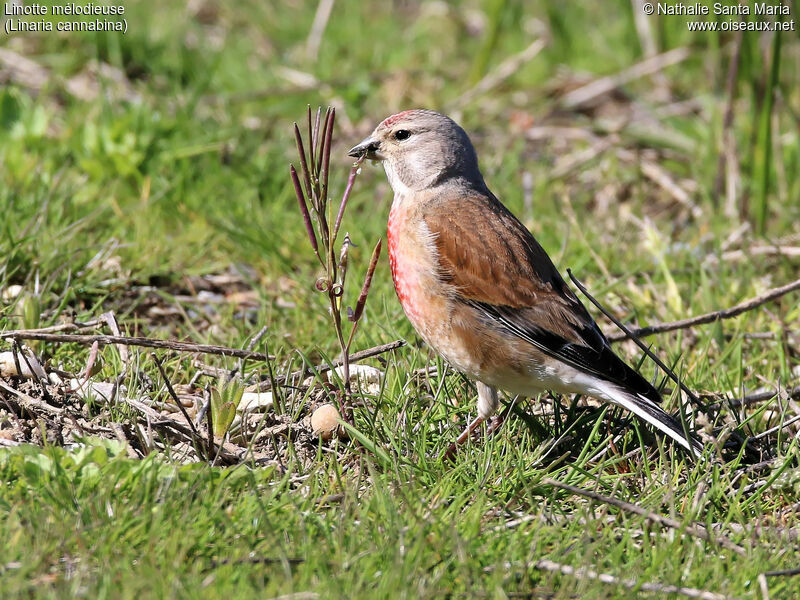 Linotte mélodieuse mâle adulte nuptial, identification, habitat, marche, régime, mange