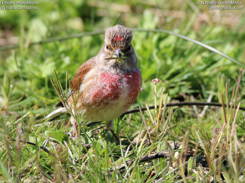 Linotte mélodieuse mâle adulte nuptial, identification, habitat, régime, mange