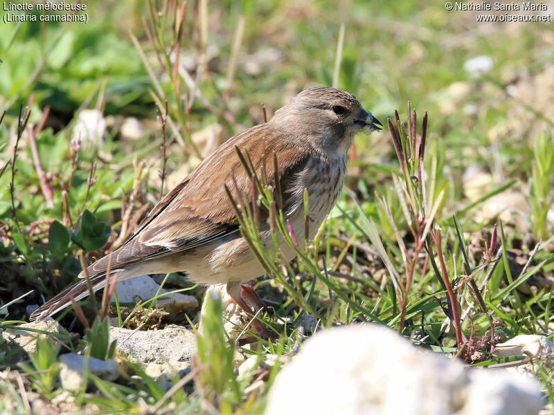 Common Linnet female adult breeding, identification, habitat, feeding habits, eats