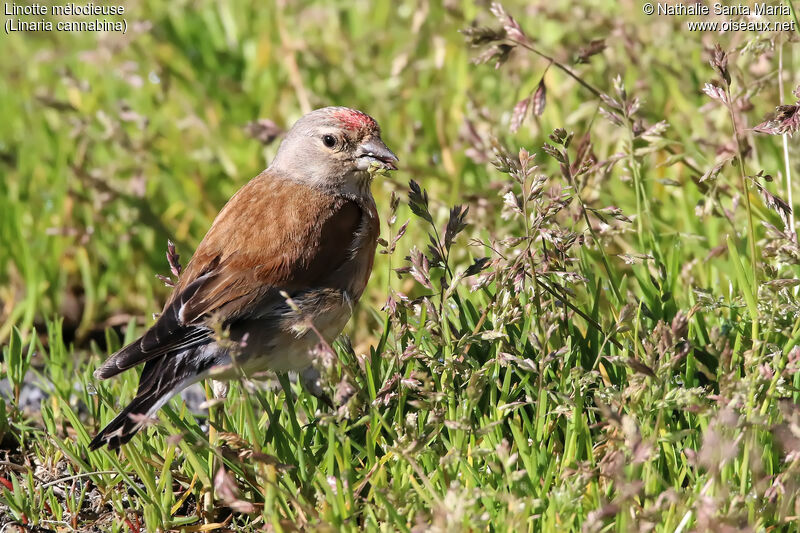 Linotte mélodieuse mâle adulte, mange