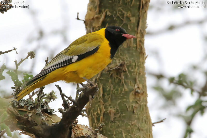 Black-headed Orioleadult, identification, habitat