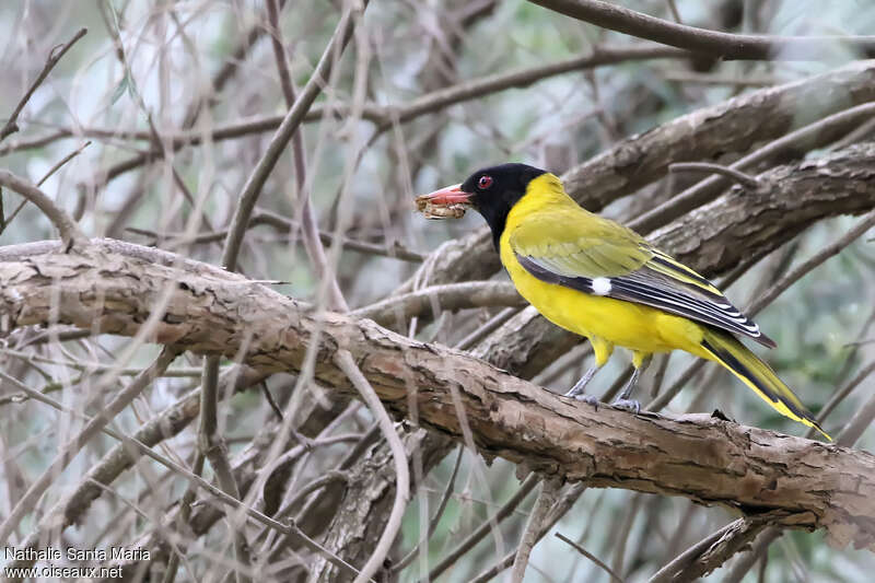 Loriot masquéadulte, identification