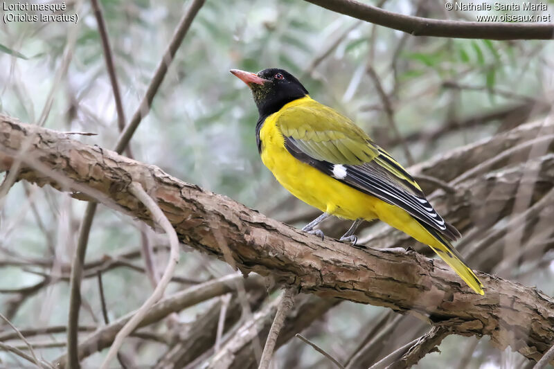 Loriot masquéadulte, identification, habitat