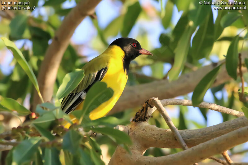 Black-headed Orioleadult, identification, habitat