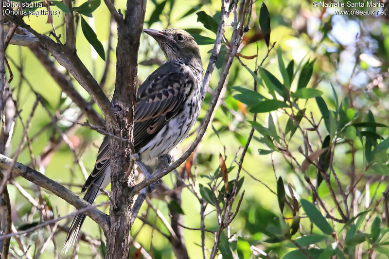 Loriot sagittalimmature, identification