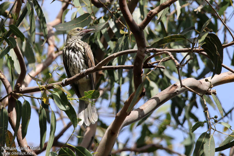 Olive-backed Oriolejuvenile, habitat