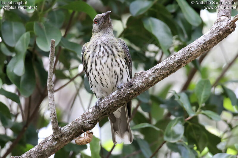 Loriot sagittaladulte, identification