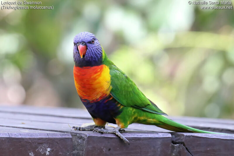 Rainbow Lorikeetadult, identification