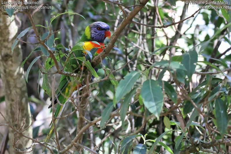 Loriquet de Swainsonadulte, habitat