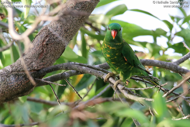 Scaly-breasted Lorikeetadult, identification