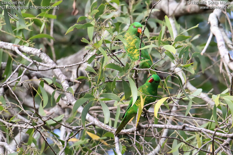 Scaly-breasted Lorikeetadult