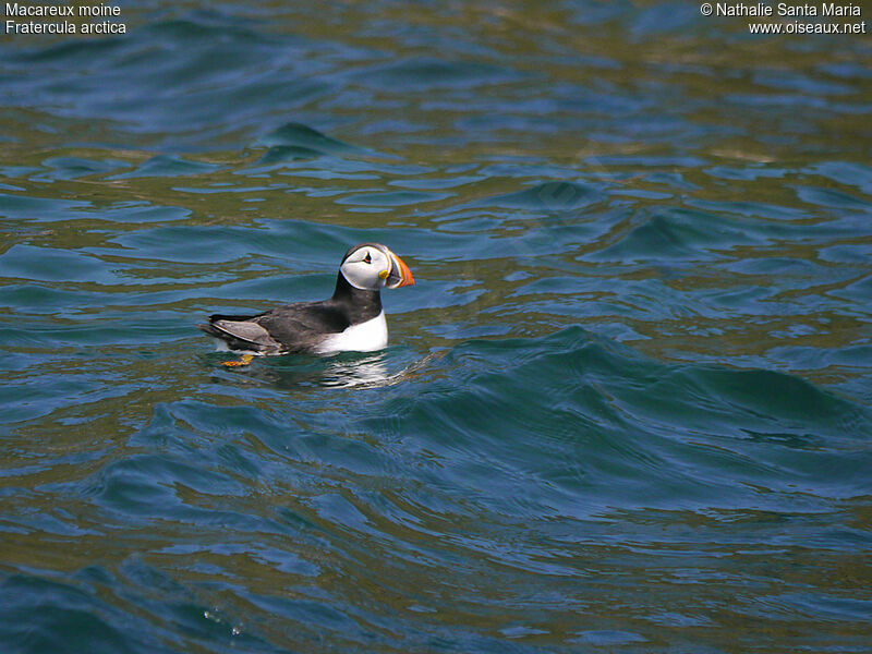 Atlantic Puffinadult breeding