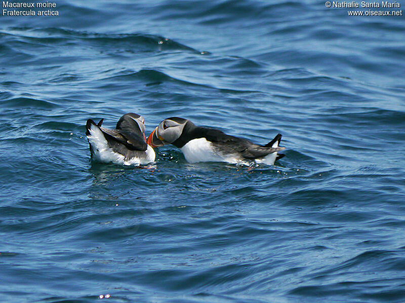 Atlantic Puffinadult breeding