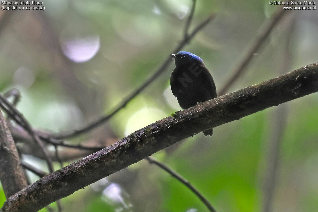 Manakin à tête bleue mâle adulte, identification