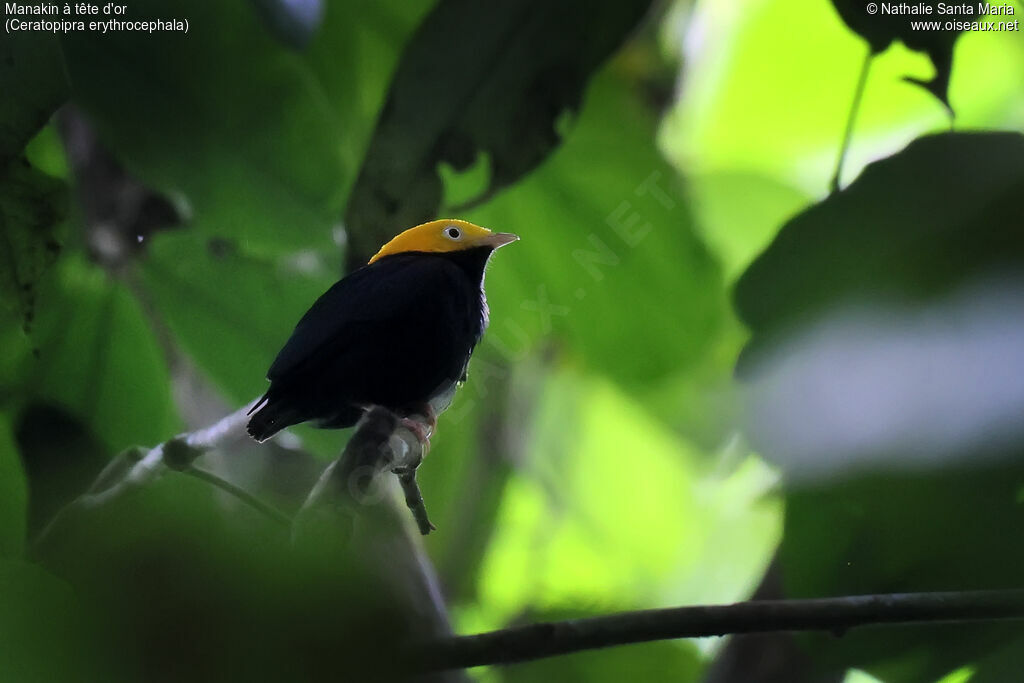 Manakin à tête d'or mâle adulte, identification