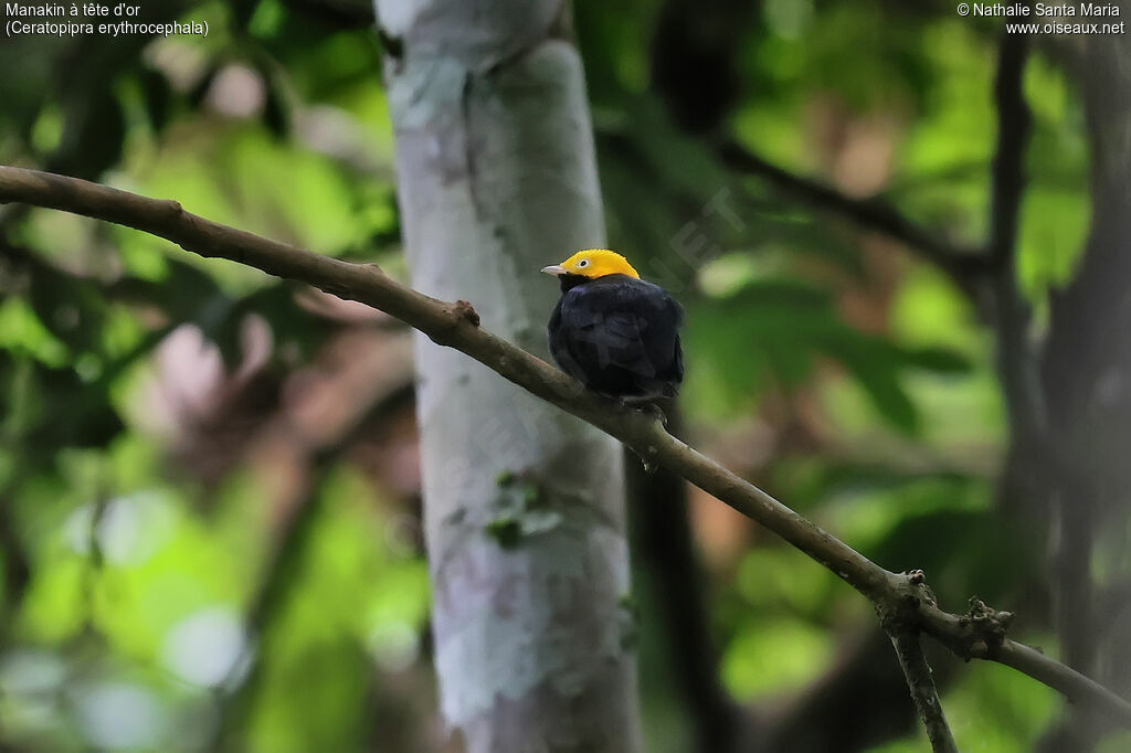 Manakin à tête d'or mâle adulte, identification