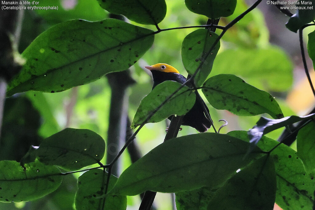 Manakin à tête d'or mâle adulte, identification