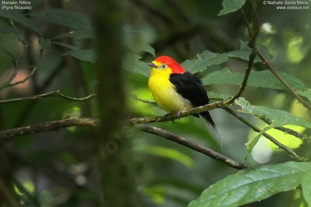 Manakin filifère mâle adulte, identification, pigmentation