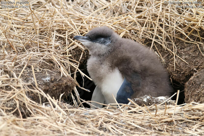 Little Penguinjuvenile, identification