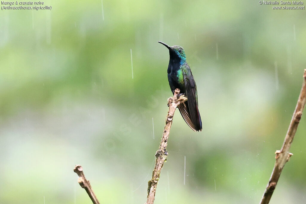 Black-throated Mango