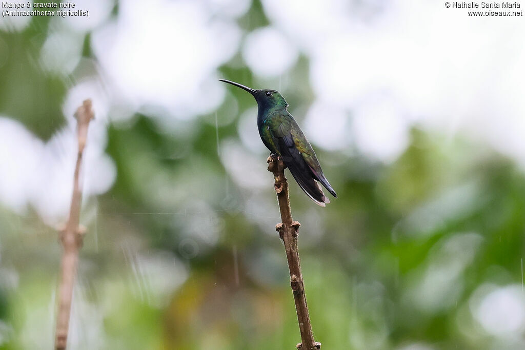 Black-throated Mango
