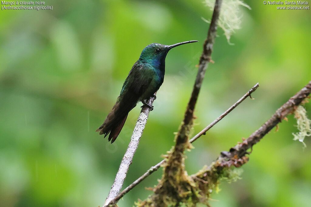 Black-throated Mango
