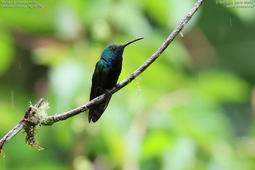 Black-throated Mango