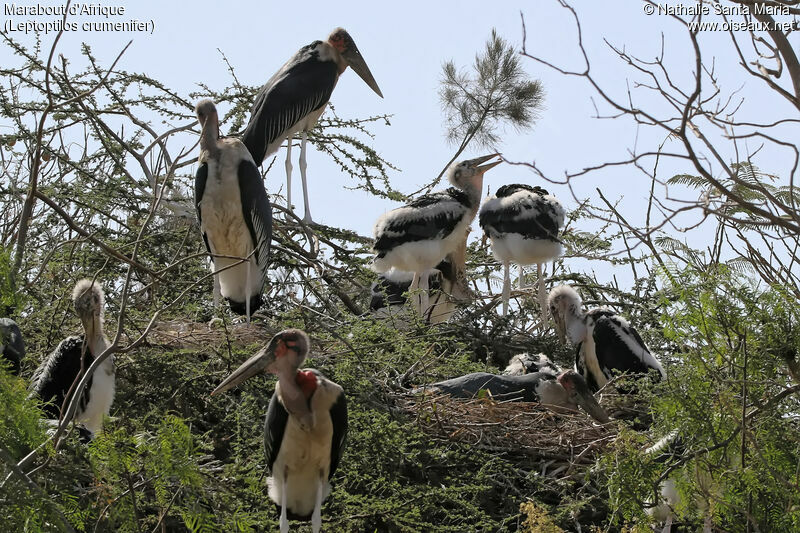 Marabout d'Afriquejuvénile, habitat, Nidification