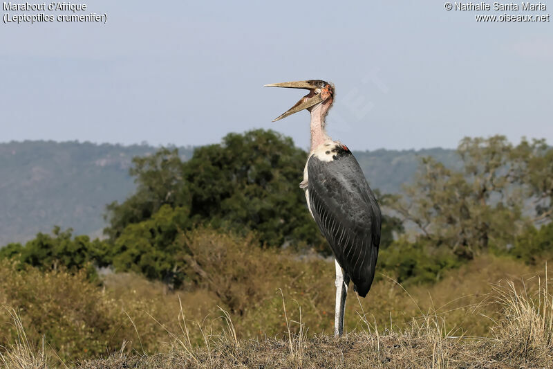 Marabout d'Afriqueadulte, identification, habitat, Comportement