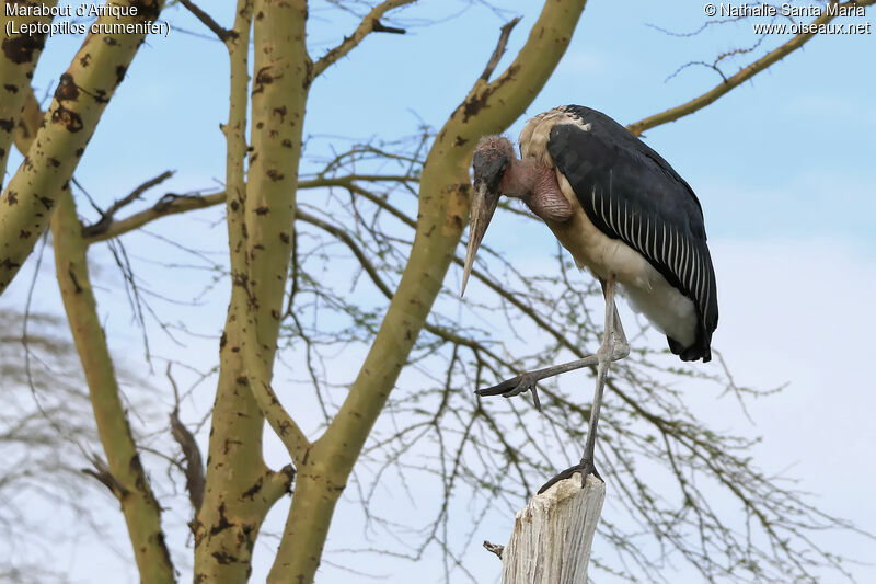 Marabou Storkadult, identification, habitat