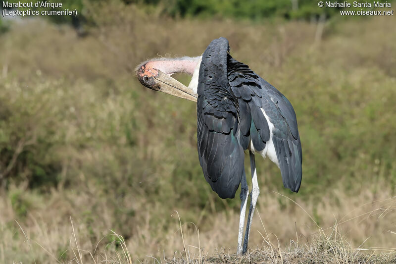 Marabou Storkadult, identification, habitat, care