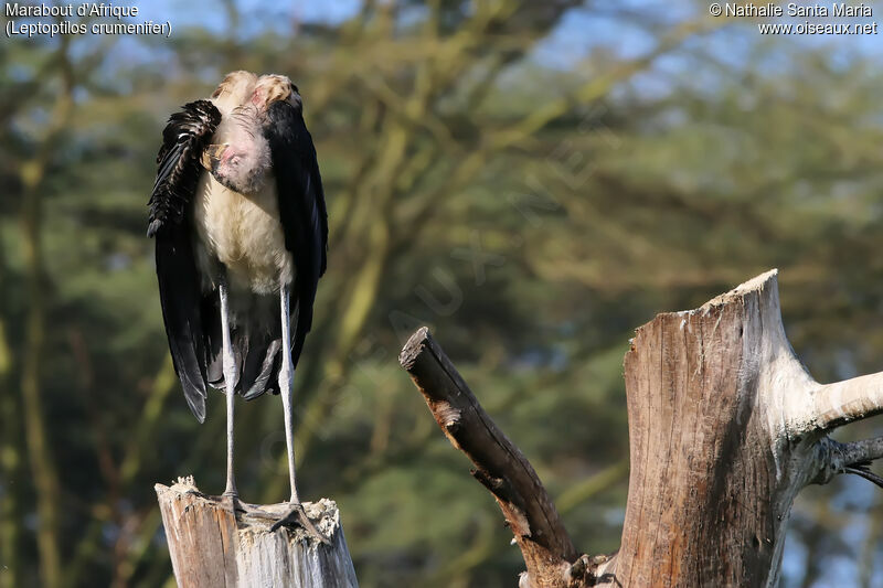 Marabout d'Afriqueadulte, identification, habitat