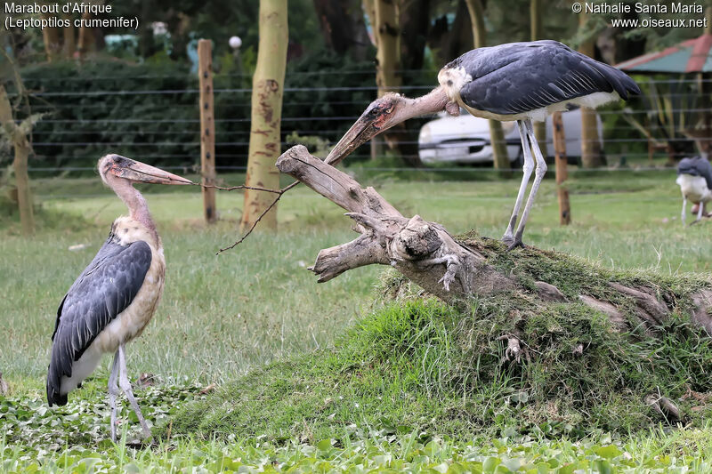 Marabou Storkadult, identification, habitat, Behaviour