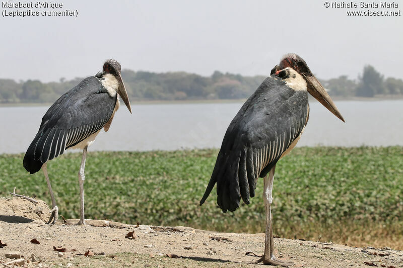 Marabout d'Afriqueadulte, identification, habitat