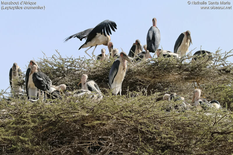 Marabout d'Afrique, habitat, Nidification