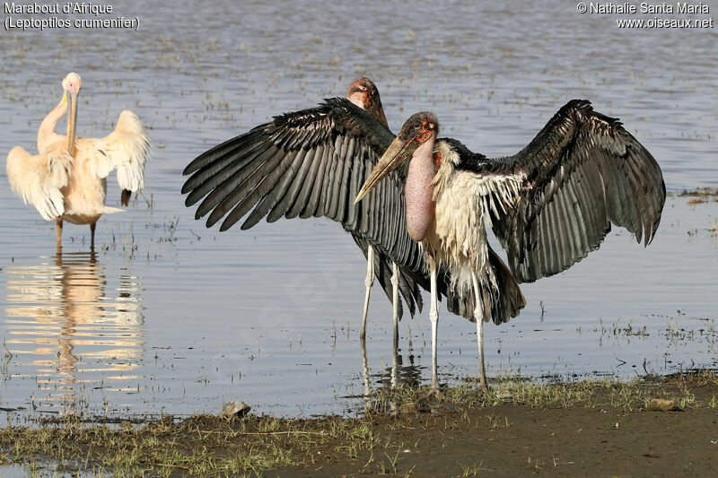 Marabou Storkadult breeding, identification, habitat