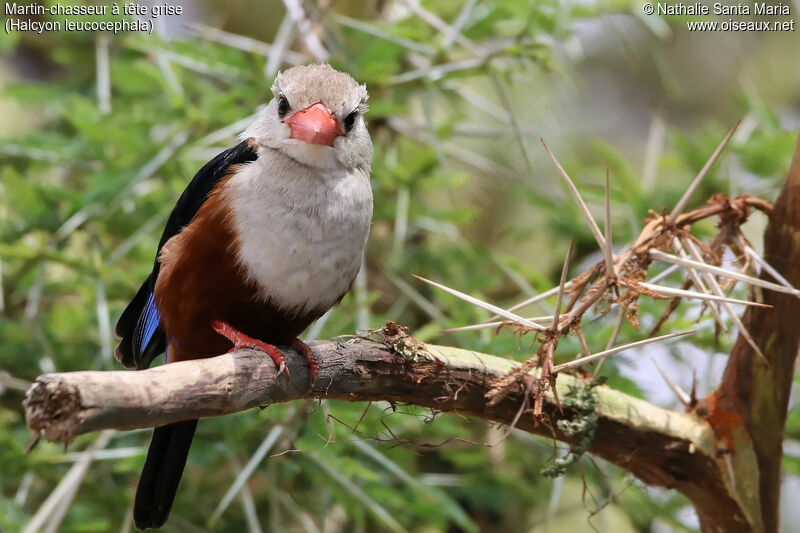 Martin-chasseur à tête griseadulte, identification, habitat