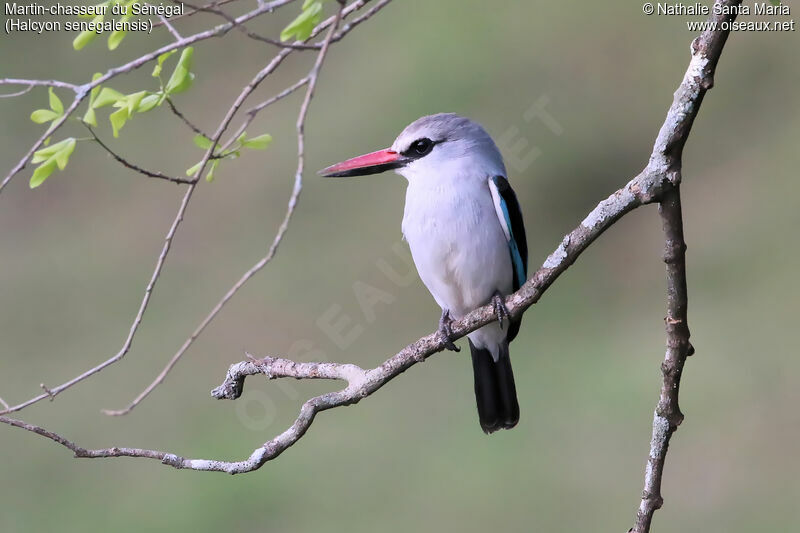 Martin-chasseur du Sénégaladulte, identification, Comportement