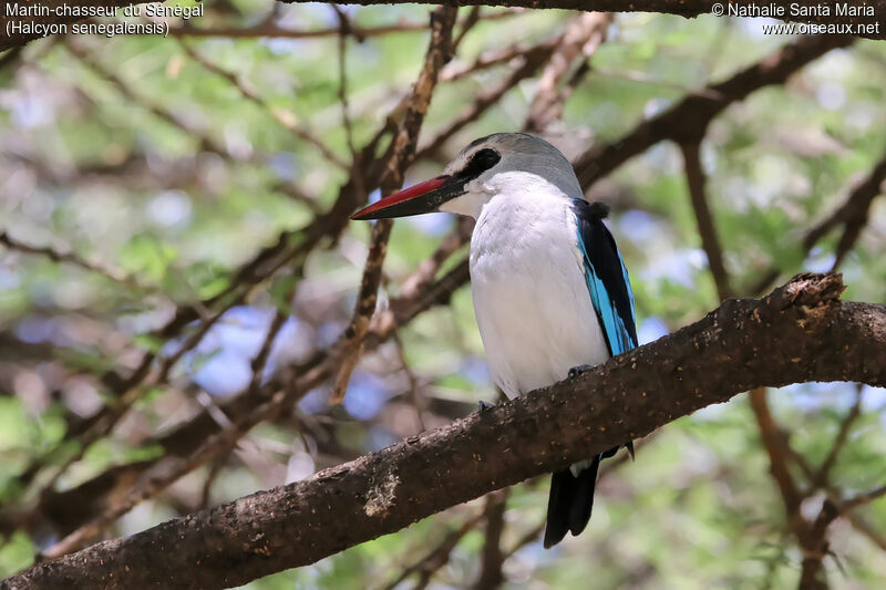 Martin-chasseur du Sénégaladulte, identification, habitat