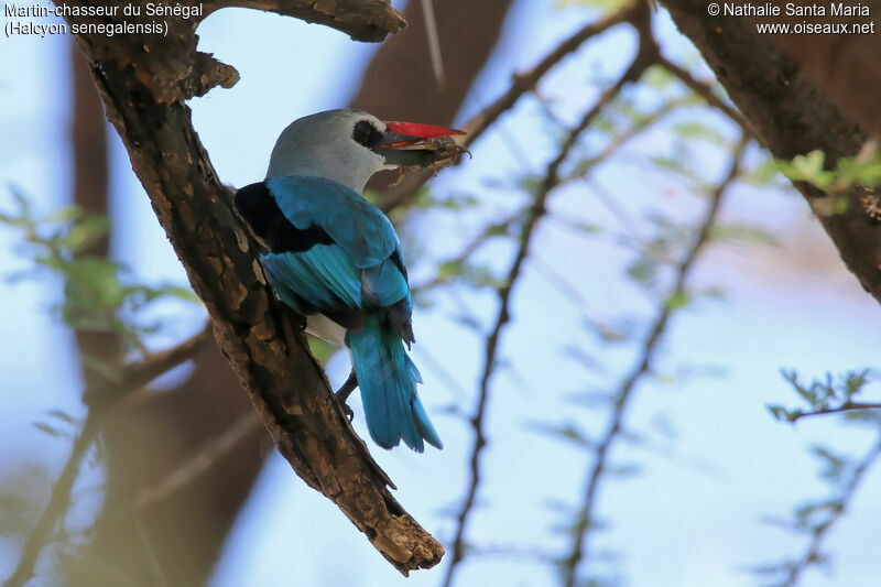 Martin-chasseur du Sénégaladulte, identification, régime, mange