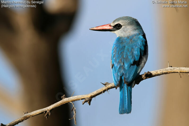 Martin-chasseur du Sénégaladulte, identification