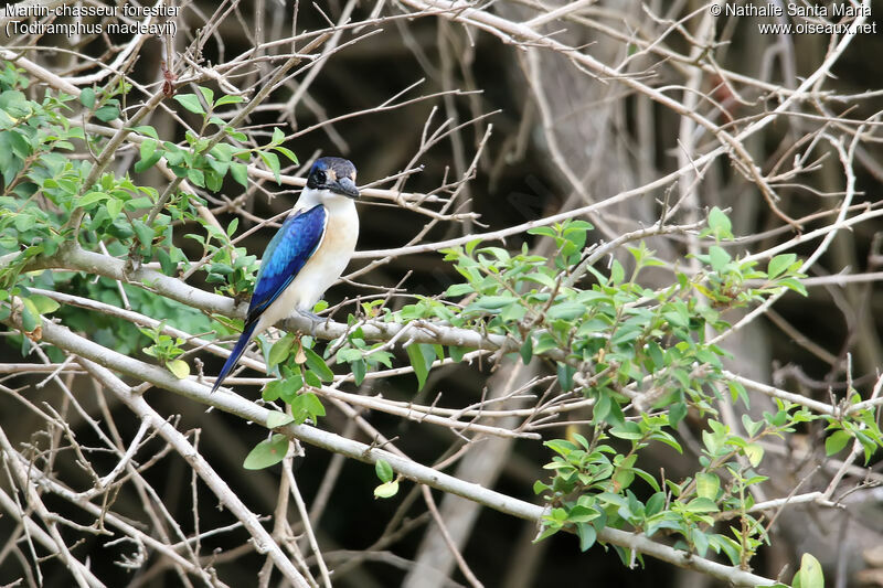 Forest Kingfisher male adult, identification