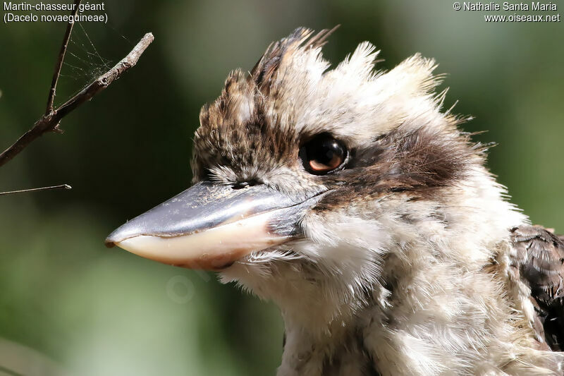 Laughing Kookaburraadult, close-up portrait