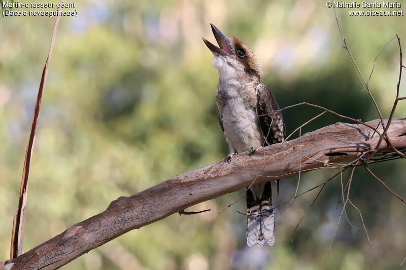 Laughing Kookaburrajuvenile, identification