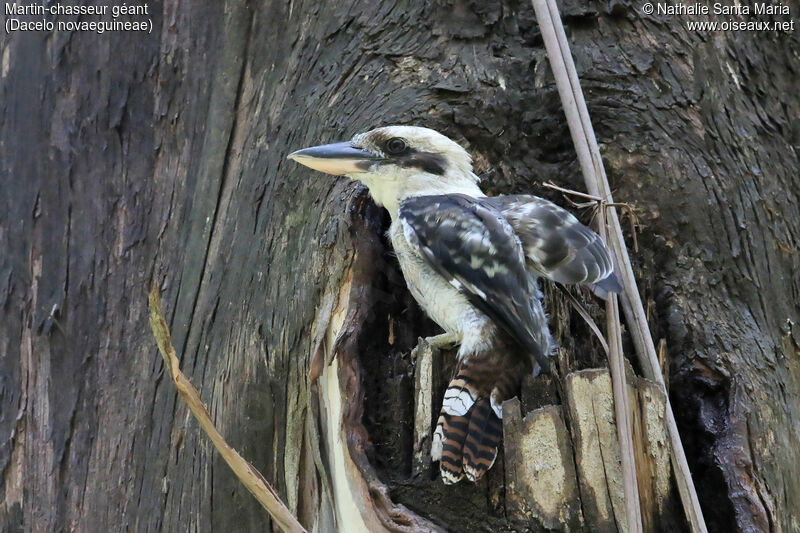 Martin-chasseur géantadulte, identification, Nidification