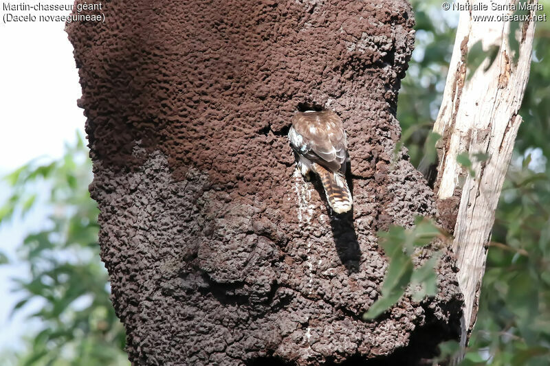 Martin-chasseur géantadulte, habitat, Nidification